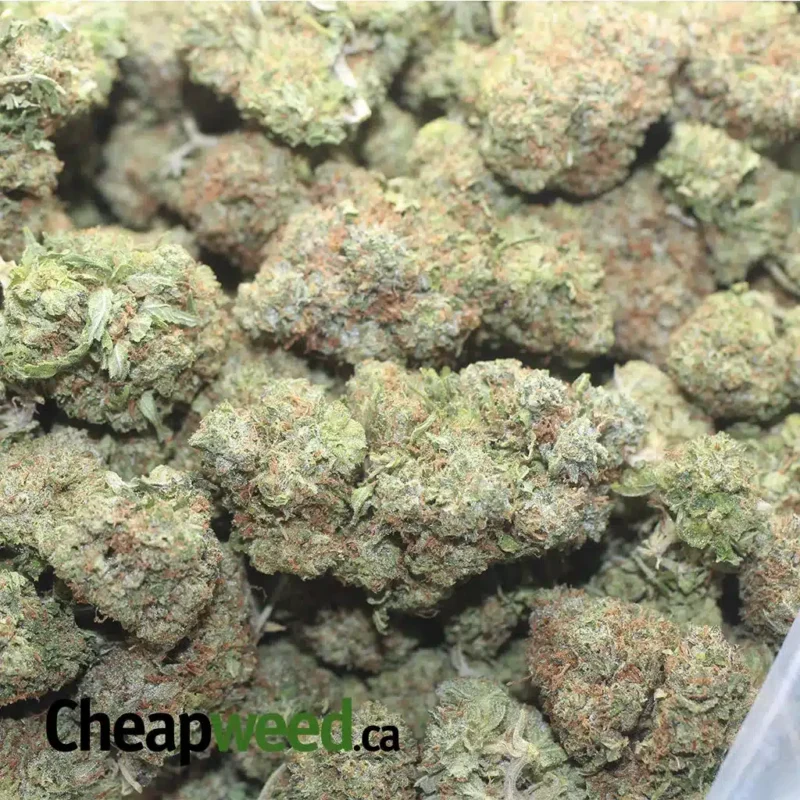 King Bubba - Image 3