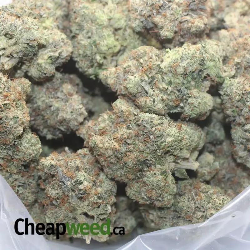 King Louis XIII - Image 3