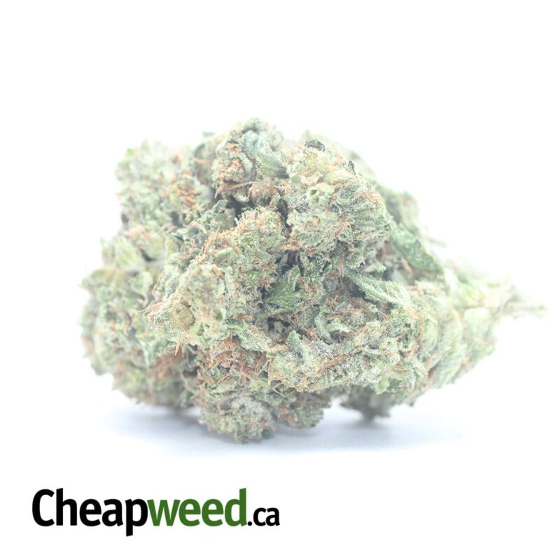 Kings Kush