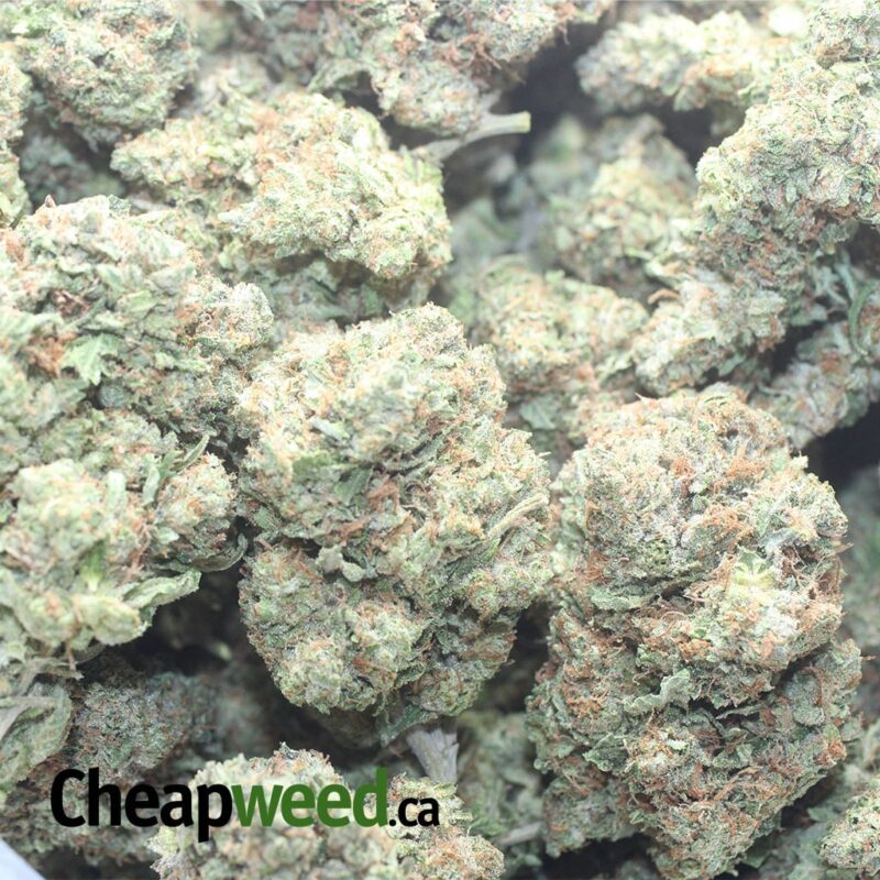 Kings Kush - Image 3