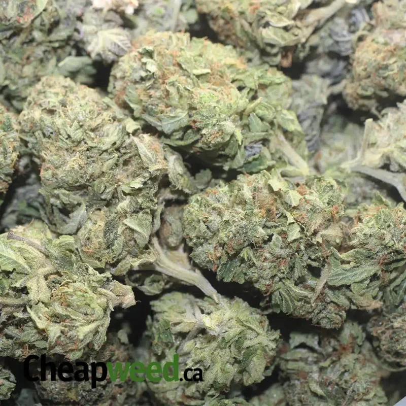 Kosher Kush – *Deal Of The Day* - Image 3