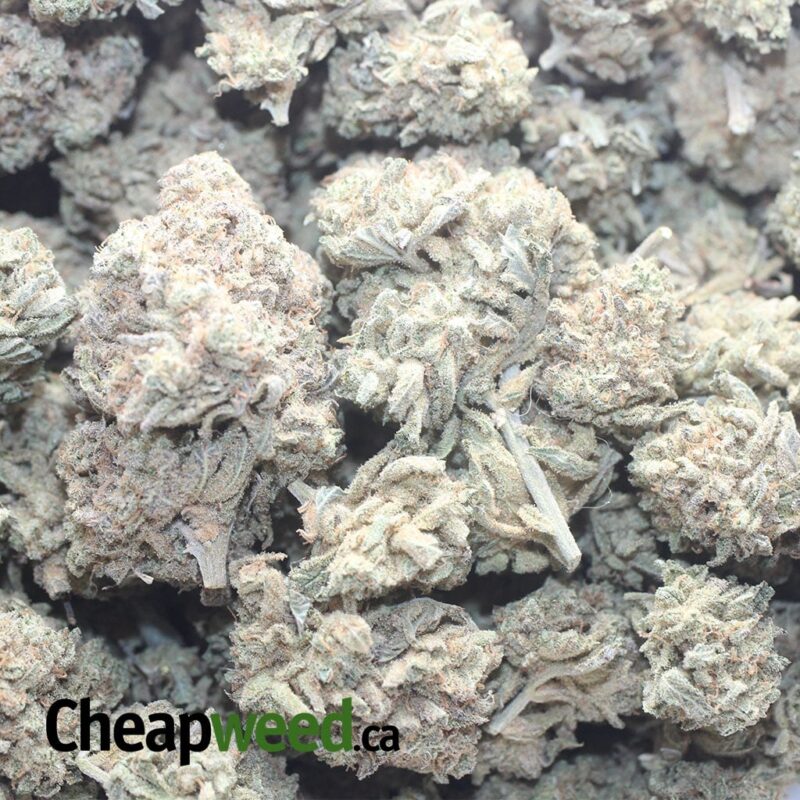 Kushberry - Image 3