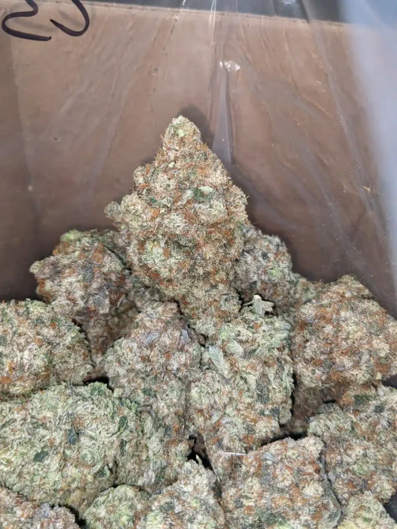 King Louis XIII - Image 7