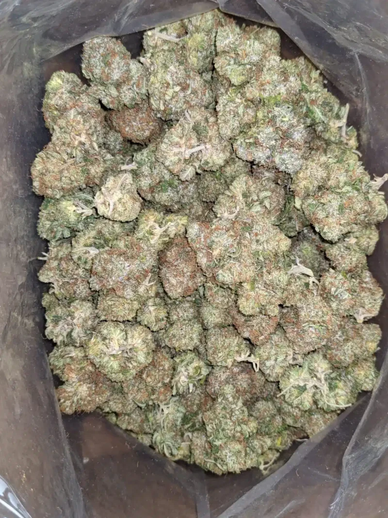 King Bubba - Image 7