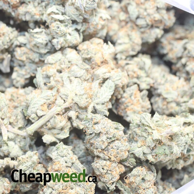 Larry OG – *Deal Of The Day* - Image 3