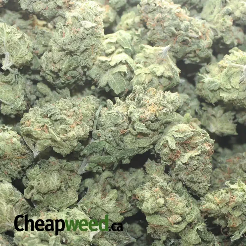 LA Confidential – *Deal Of The Day* - Image 3
