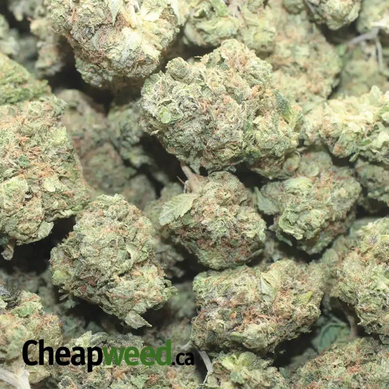 Lindsay OG - Image 3
