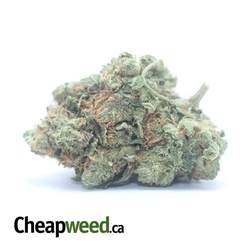 Lindsay OG