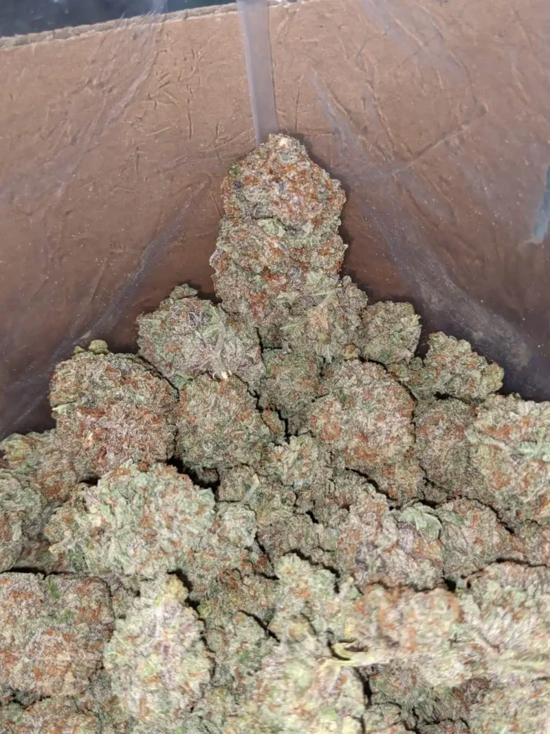 Lemon Citrus - Image 7