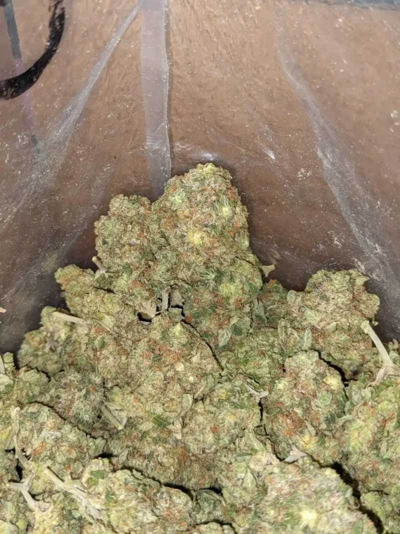 Lindsay OG - Image 5