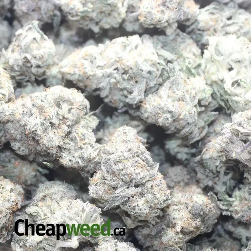 MAC10 x GMO Cookies - Image 3