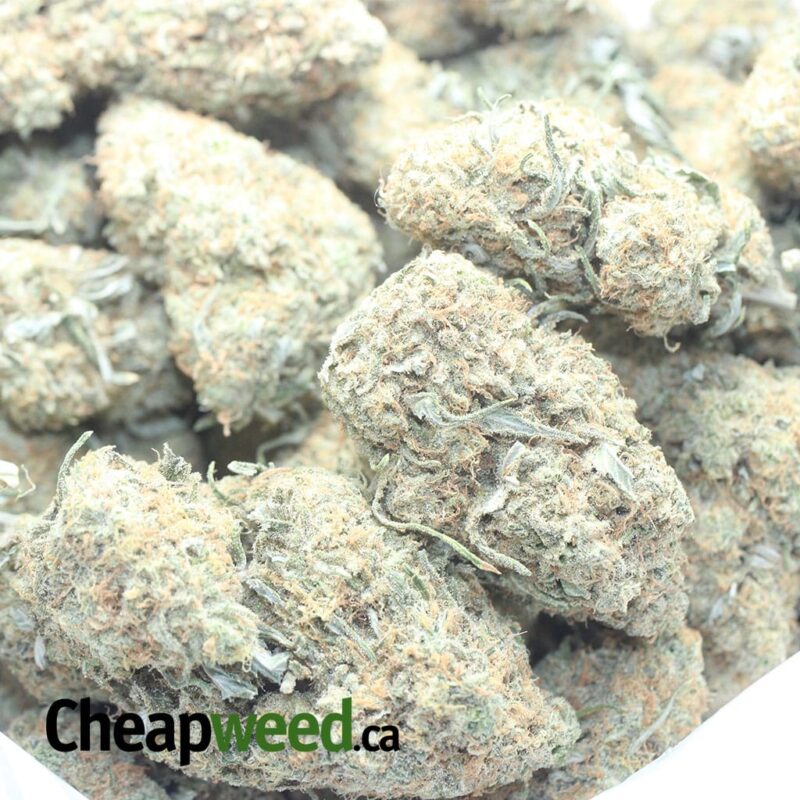 Mango Sherbert - Image 3