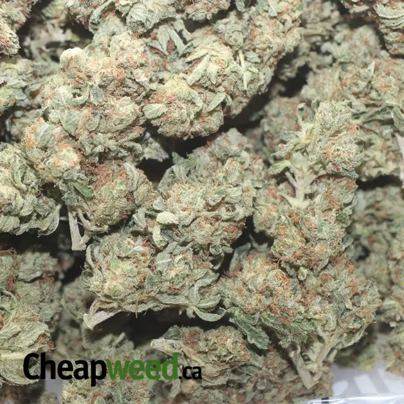 Master Kush - Image 3