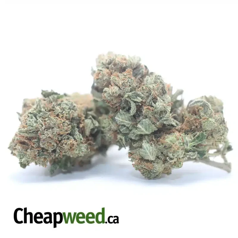 Master Kush - Image 2