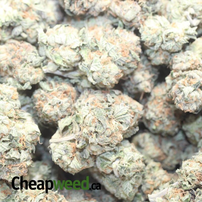 Master Yoda OG - Image 3