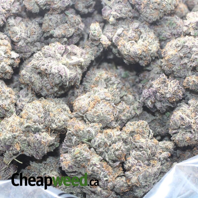 Mendocino Purps – *Deal Of The Day* - Image 3