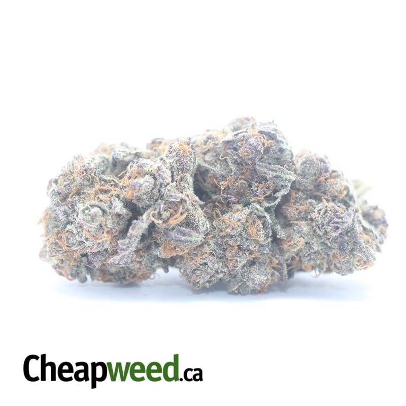Mendocino Purps – *Deal Of The Day*