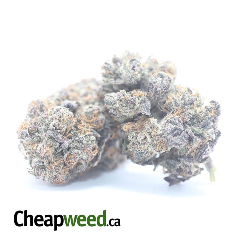 Mendocino Purps – *Deal Of The Day* - Image 2