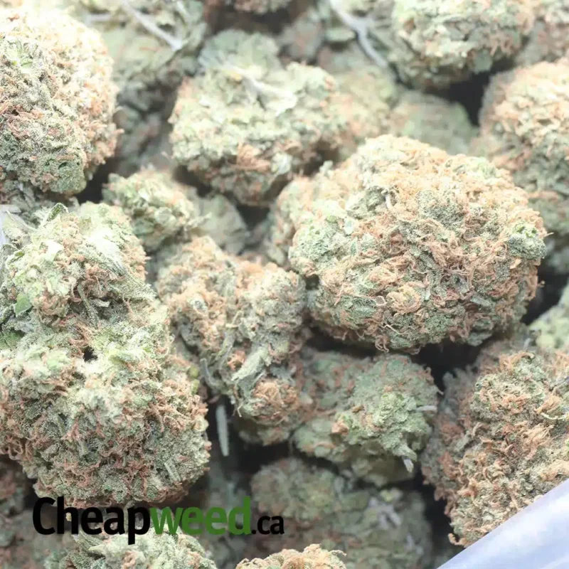 Mimosa - Image 3