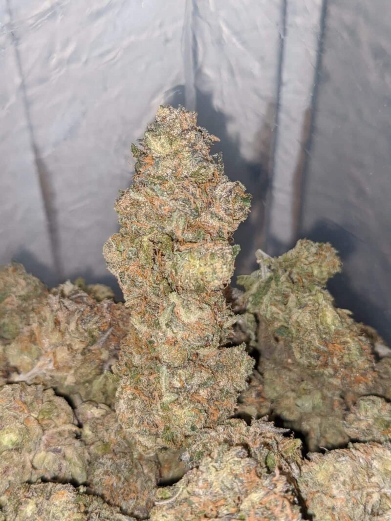Mimosa Champagne - Image 2