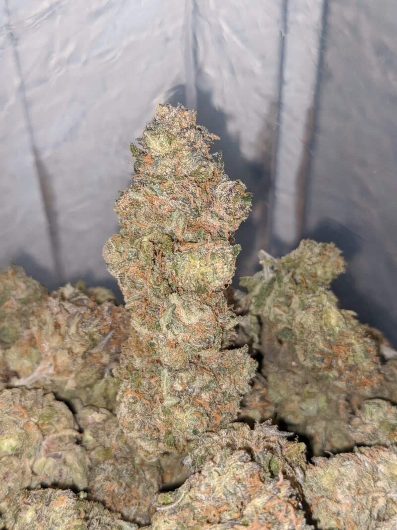 Mimosa Champagne - Image 5