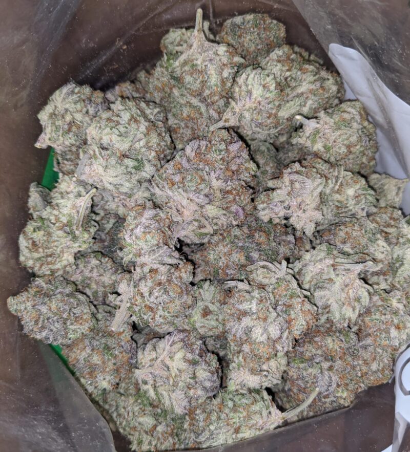 Mimosa Punch - Image 5