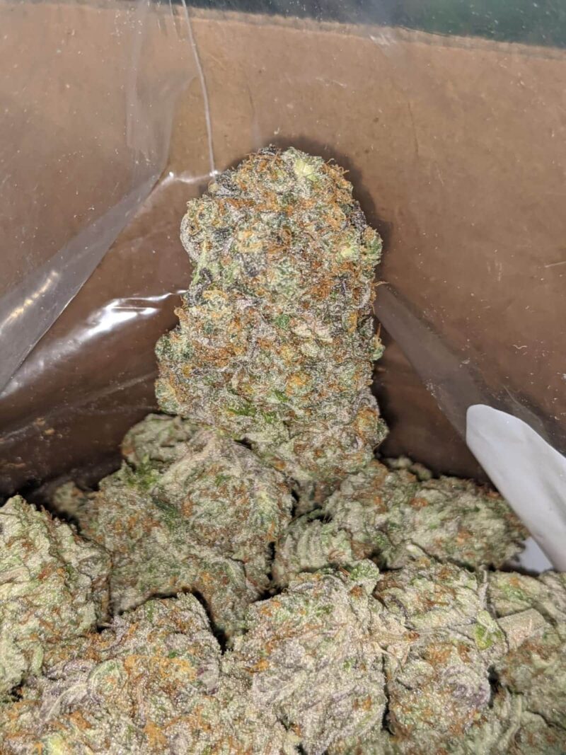 Mimosa Punch - Image 4