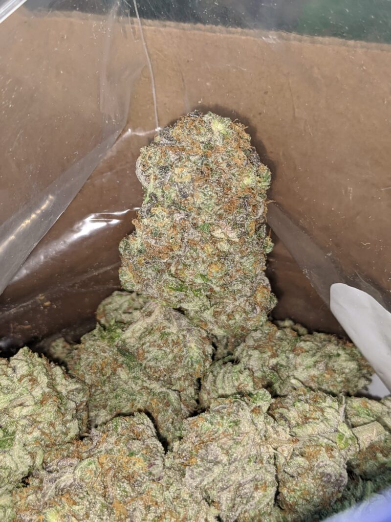 Mimosa Punch - Image 7