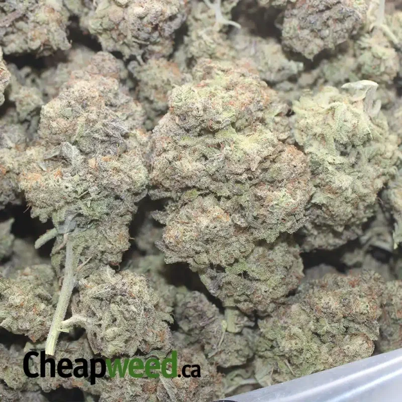 Miracle Alien Cookies - Image 3