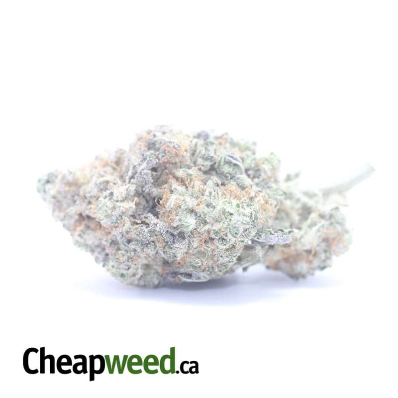 Miracle Alien Cookies #2