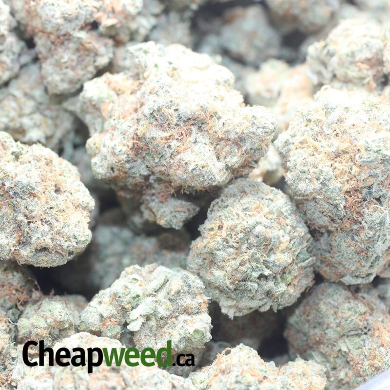 Monkey Mints - Image 3