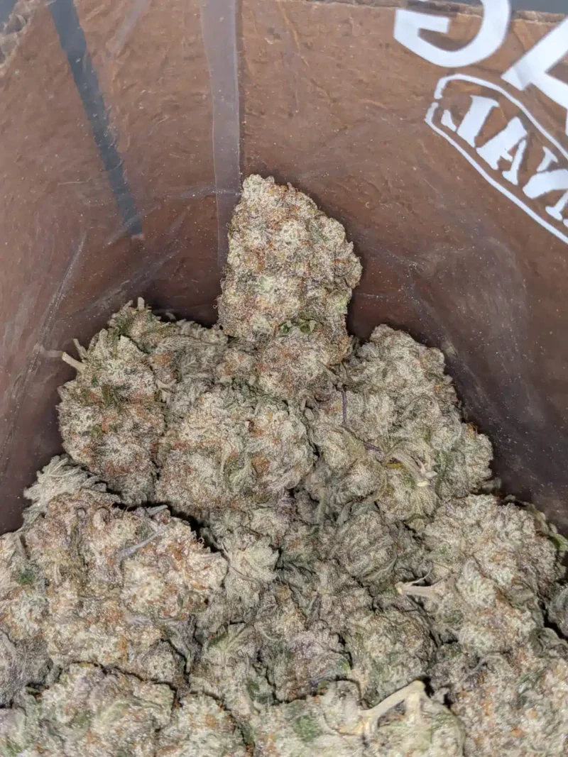 MAC10 x GMO Cookies - Image 7