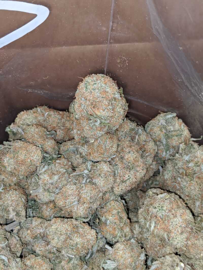 Mango Sherbert - Image 5