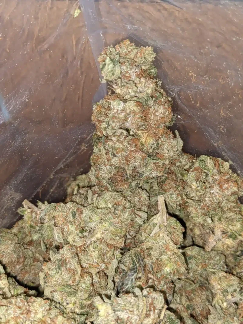 Master Kush - Image 4