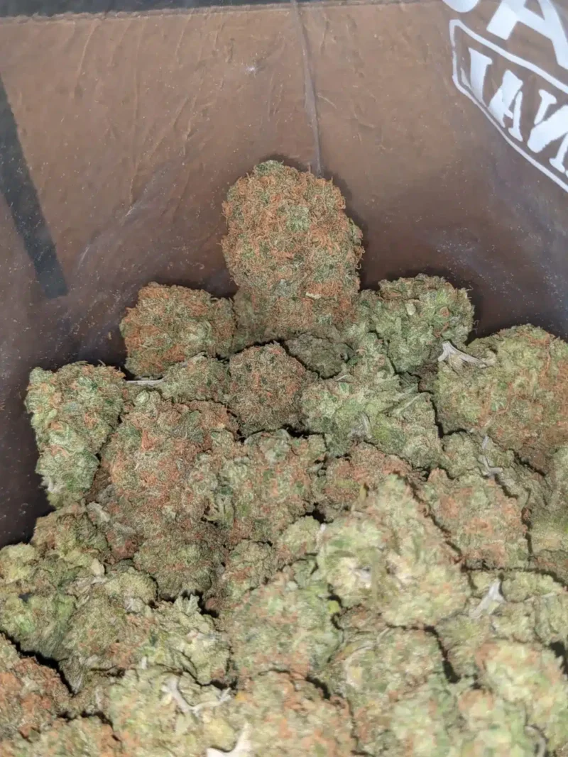 Mimosa - Image 7