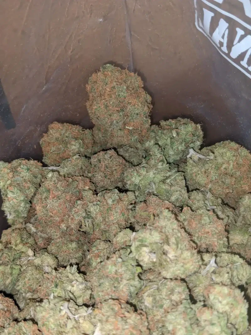 Mimosa - Image 5
