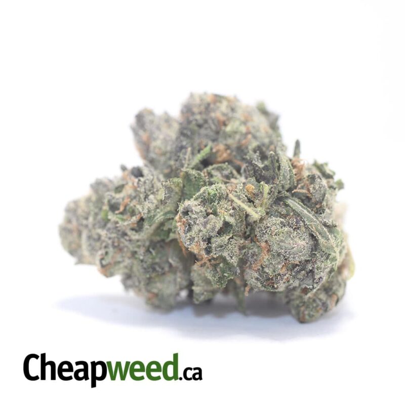 Night Nurse