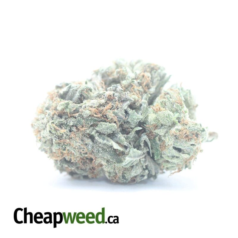 $ 48 Oz – Northern Lights
