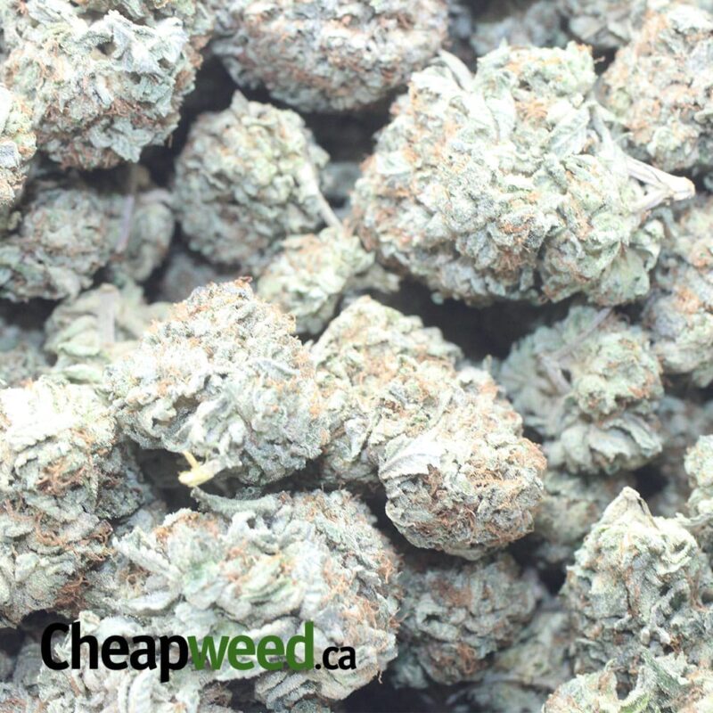$ 48 Oz – Northern Lights - Image 3