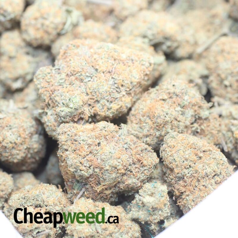 Orange Bud – *Deal Of The Day* - Image 3