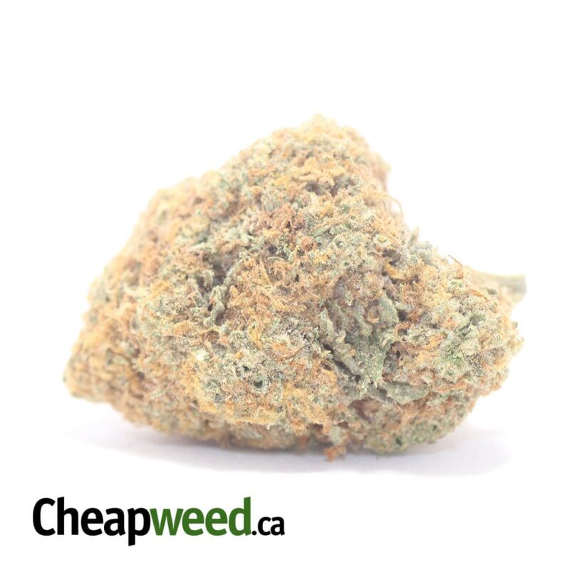 Orange Bud – *Deal Of The Day*