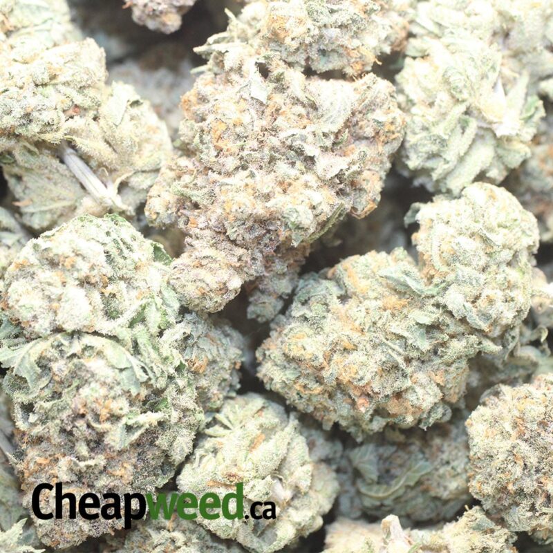 Orange Bubba - Image 3