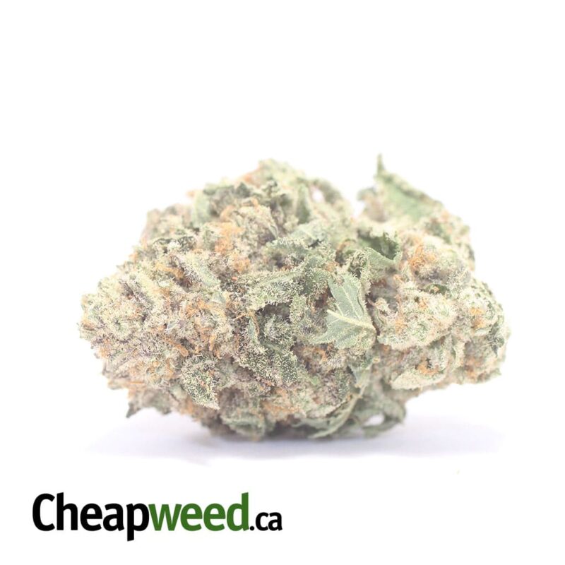 Orange Bubba