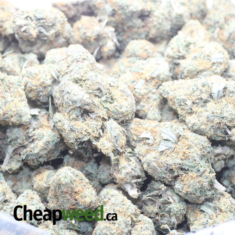 Orange Cookies - Image 3