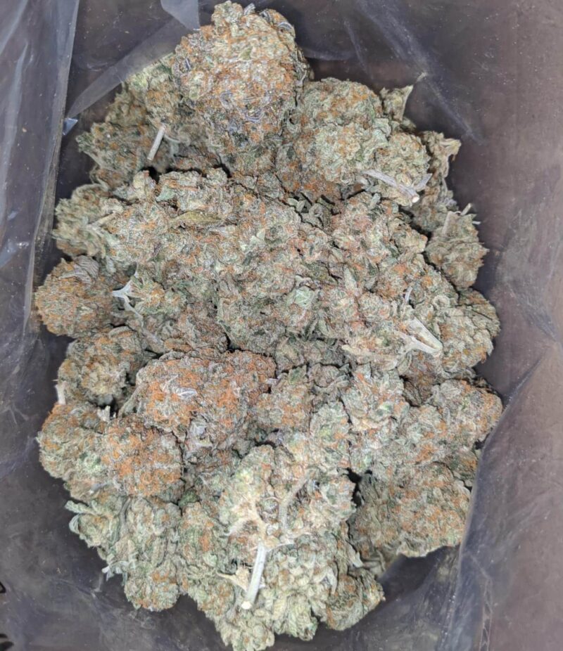 Orange Tangie
