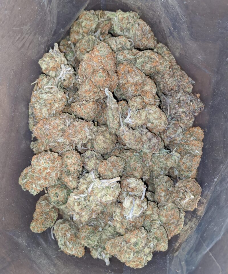 Orange Tangie - Image 3