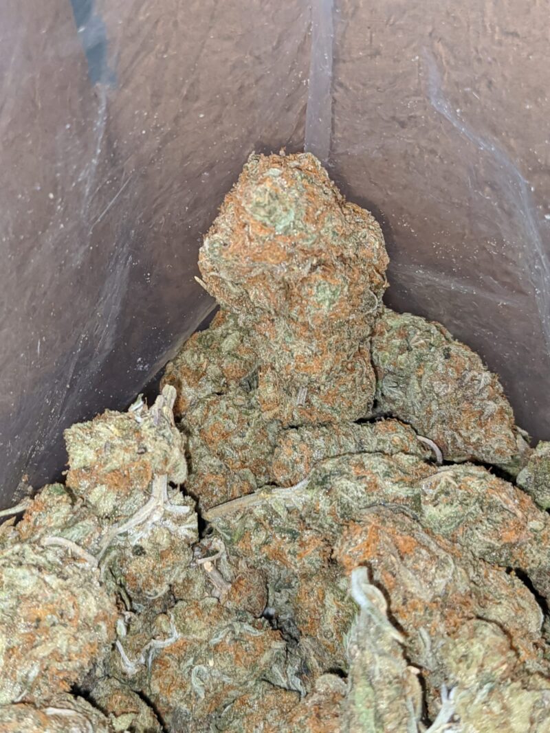 Orange Tangie - Image 2