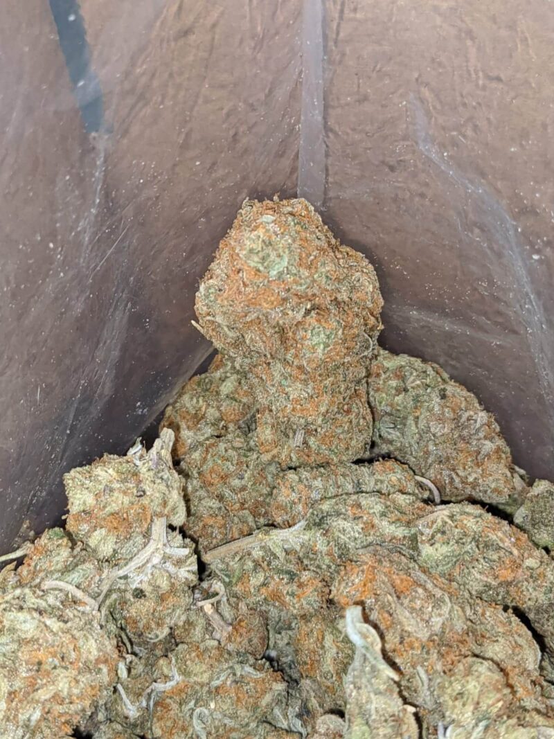 Orange Tangie - Image 5