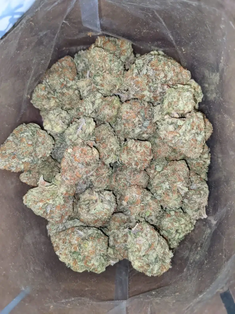 Orange Comatose - Image 4