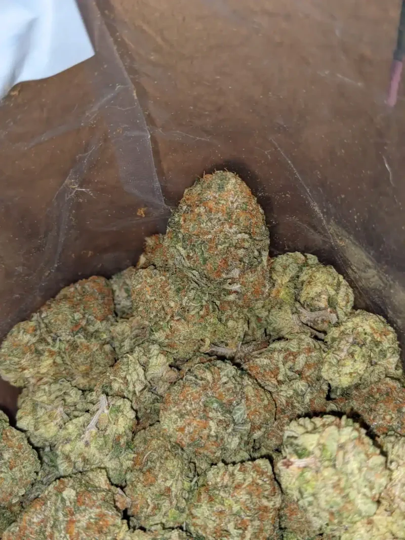 Orange Comatose - Image 7